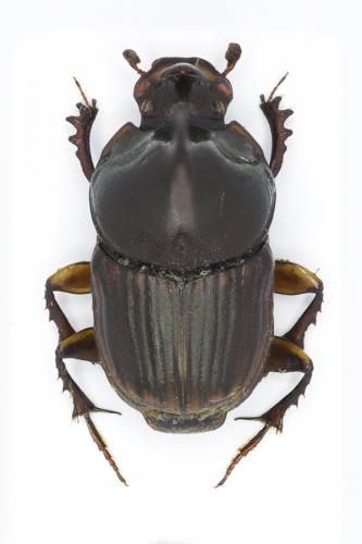 Liatongus vertagus